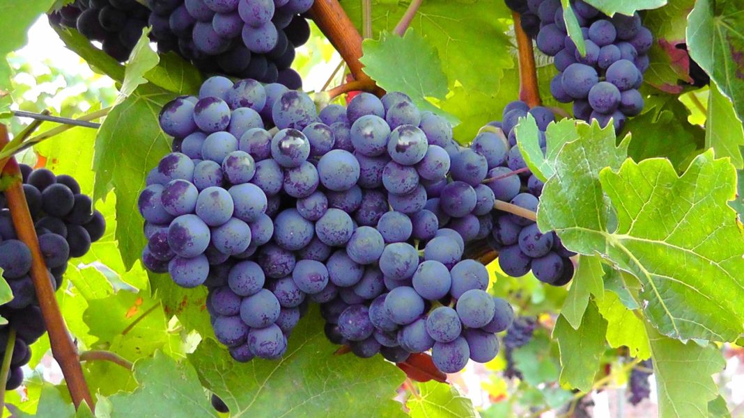 uva nera