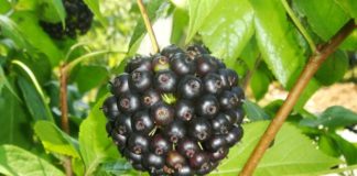 Euleterococco