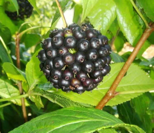 Euleterococco