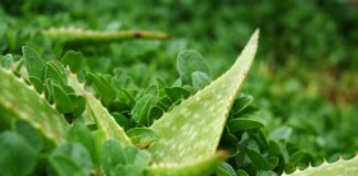 aloe fegato