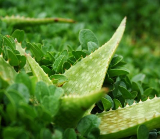 aloe fegato