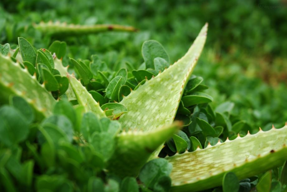 aloe fegato