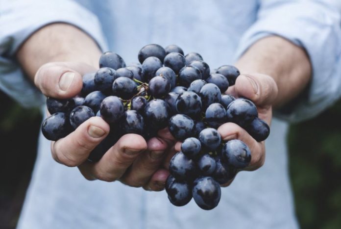 olio di vinaccioli