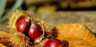 castagne