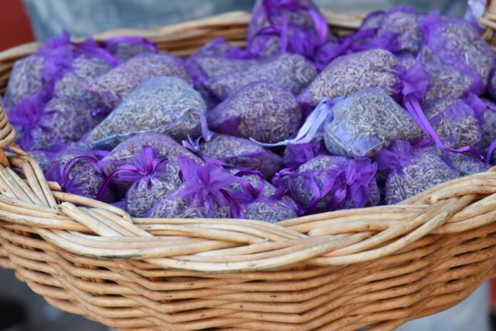 lavanda lavanda