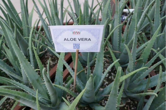 aloe benefici per la pelle