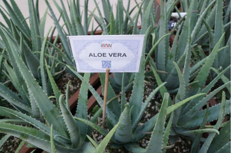 aloe contro acne