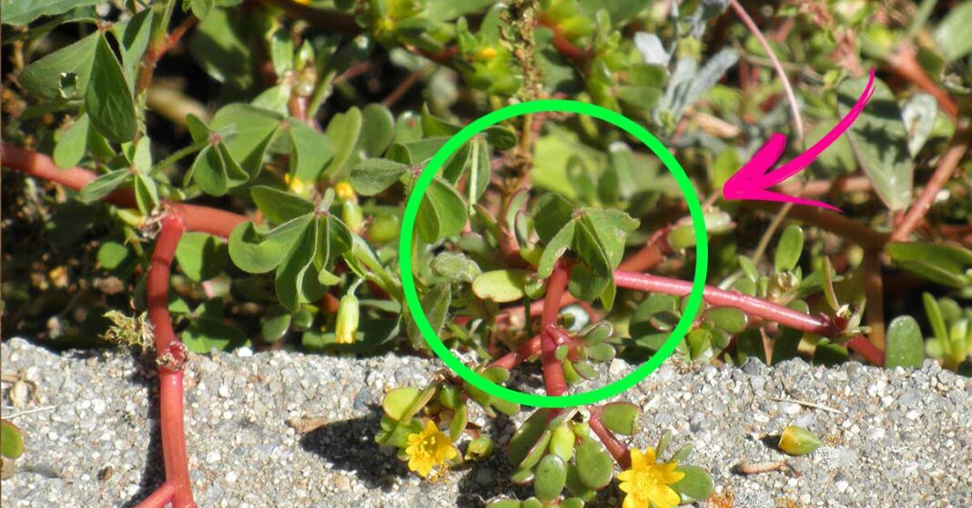 portulaca-proprietà-ricette