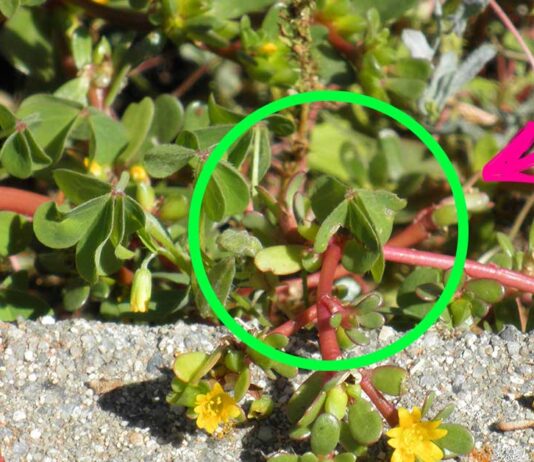 portulaca-proprietà-ricette