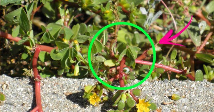 portulaca-proprietà-ricette portulaca-proprietà-ricette