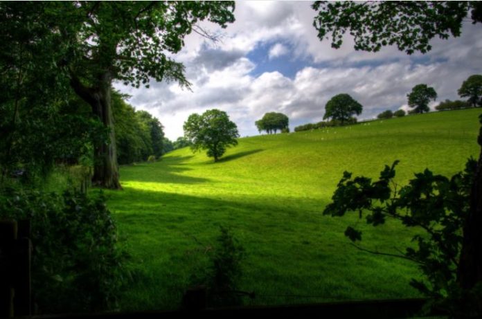 Forest Bathing Forest Bathing