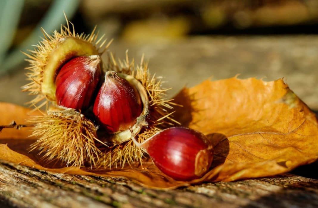 castagne rimedi naturali