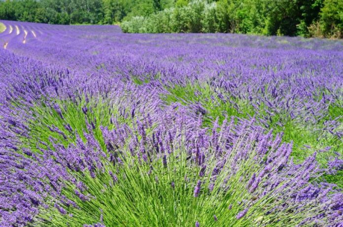 lavanda lavanda