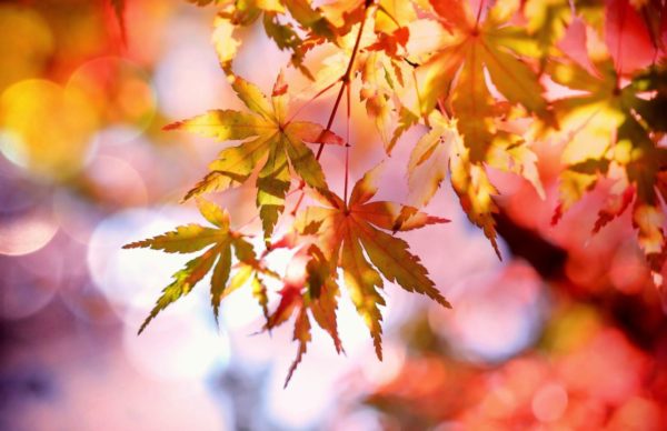 trattamenti di bellezza autunno