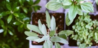 salvia