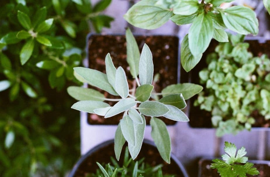 salvia