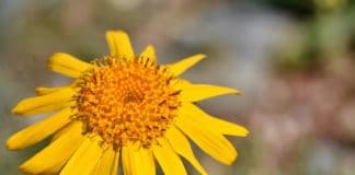 arnica