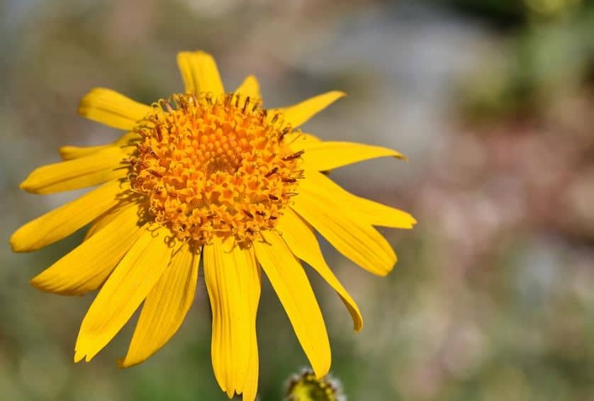 arnica