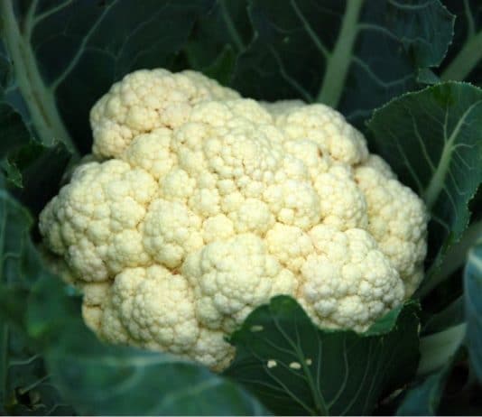 cavolfiore