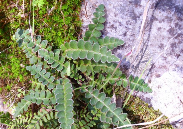 erba spaccapietra