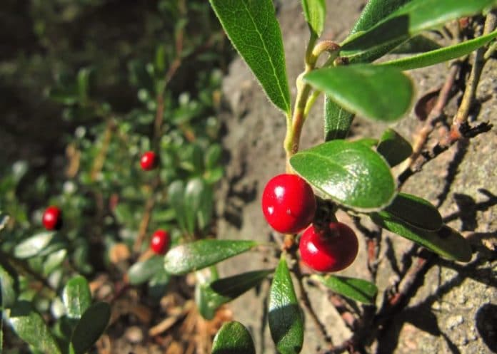 uva ursina