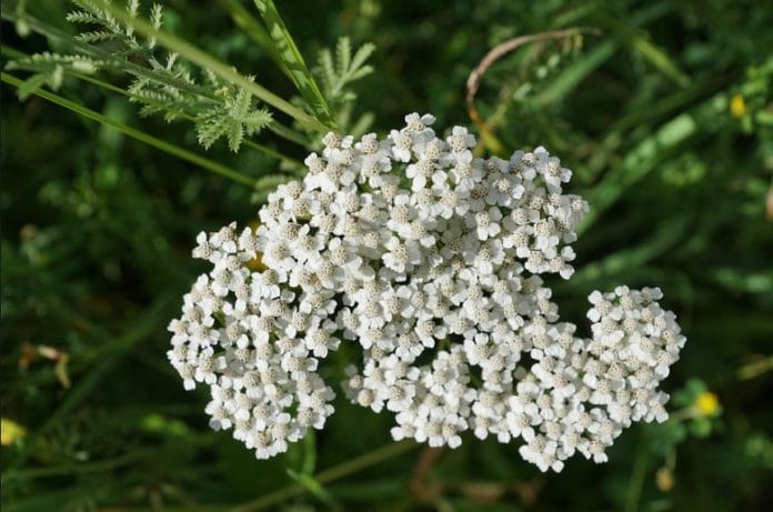 achillea achillea