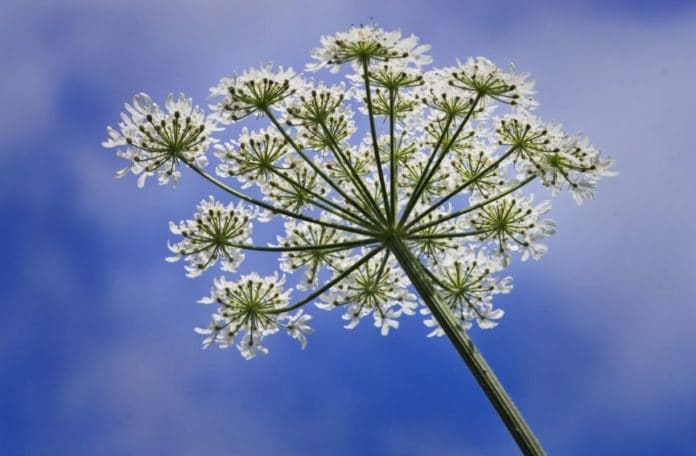 angelica