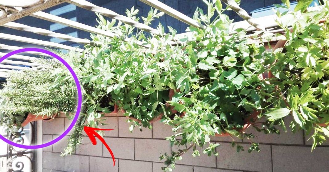 erbe-aromatiche-balcone