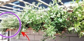 erbe-aromatiche-balcone