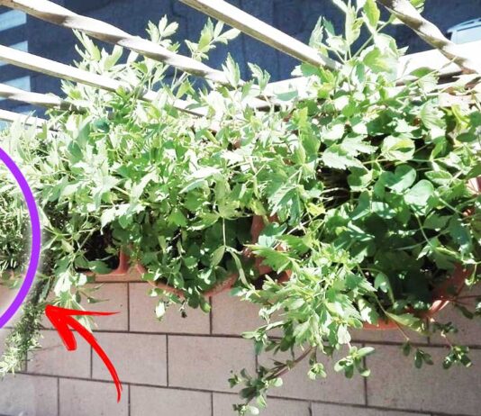 erbe-aromatiche-balcone