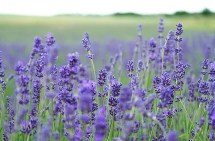 olio essenziale lavanda