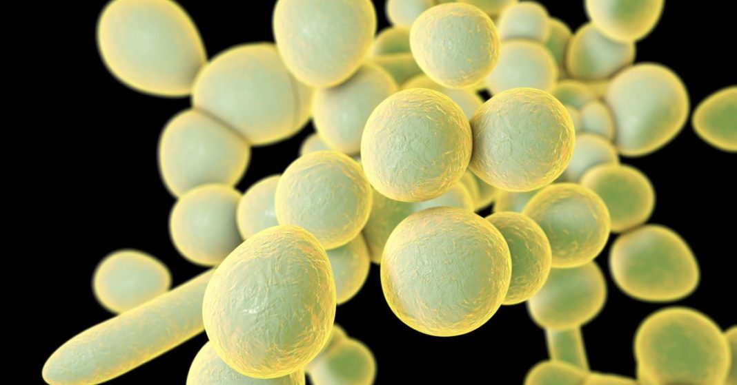 candida auris