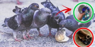 come-allontanare-piccioni