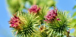 bardana arctium