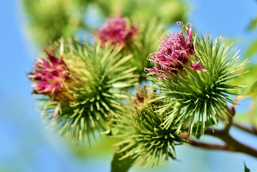 bardana arctium