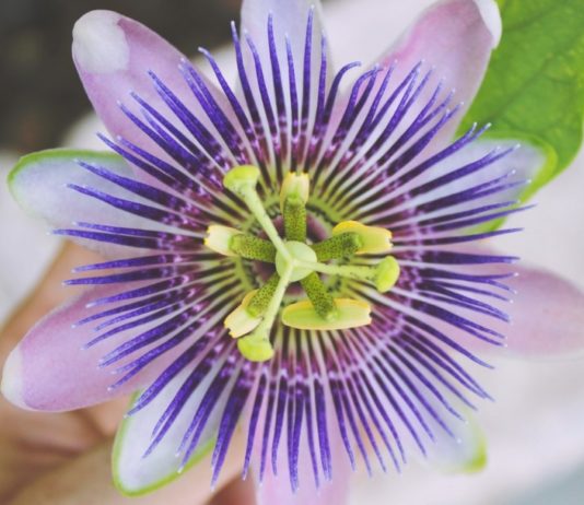 passiflora