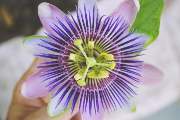 passiflora