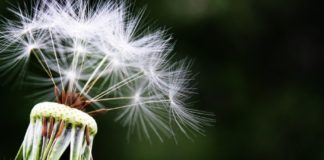 allergia stagionale
