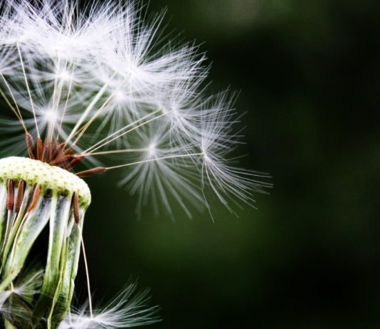 allergia stagionale