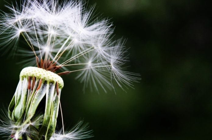 allergia stagionale
