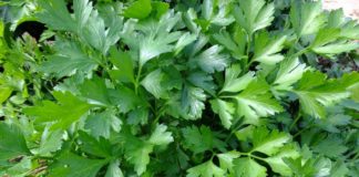 olio essenziale di prezzemolo