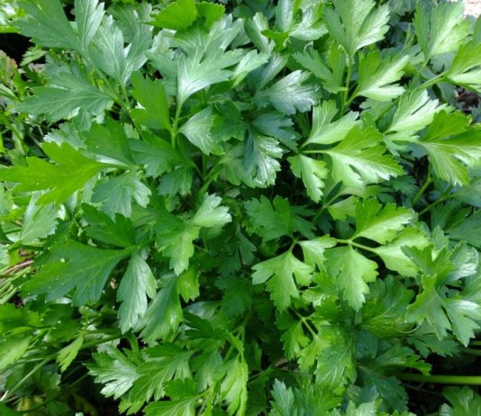 olio essenziale di prezzemolo