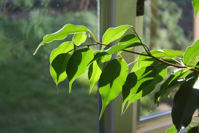 ficus benjamina ficus benjamina
