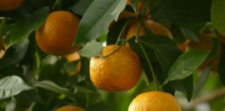 olio essenziale arancio amaro neroli