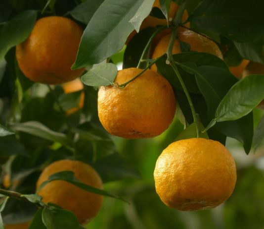olio essenziale arancio amaro neroli