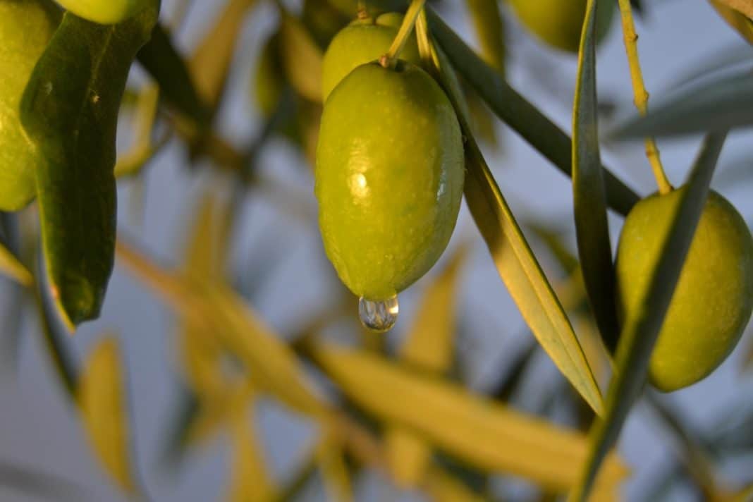 olio oliva