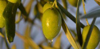 olio oliva