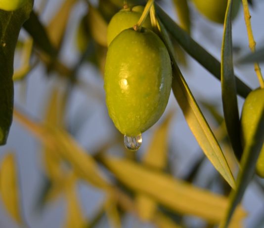 olio oliva
