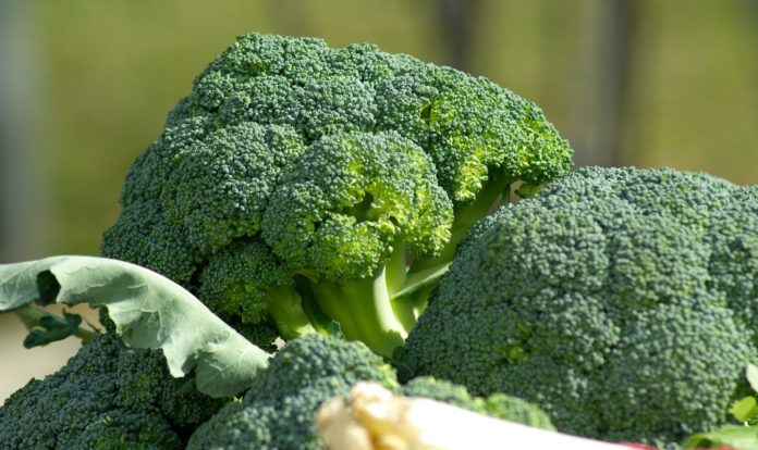 broccoli broccoli