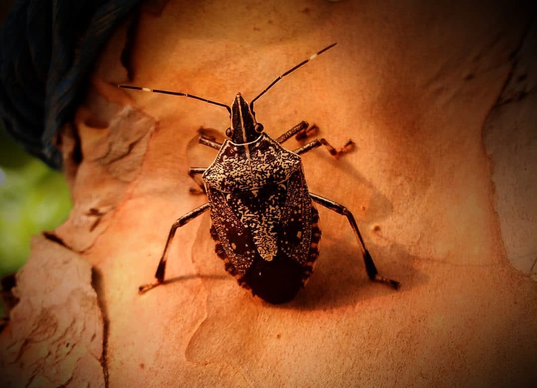 cimici rimedi naturali